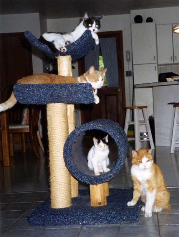 Rusty,Neko,Ginger and Honeybear together in 1998